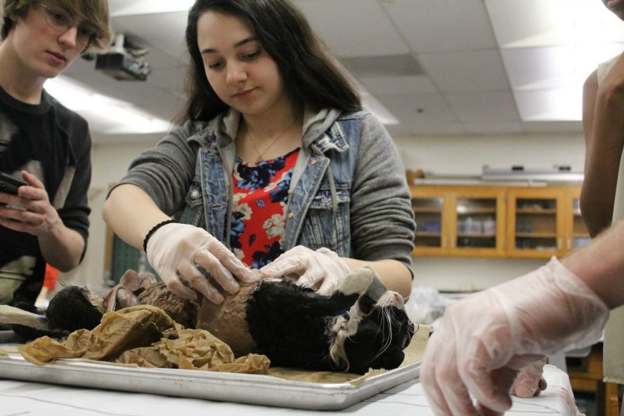 May 5, 2016 - A junior anatomy student examines and identifies a part of the cat that is being dissected. Students in Robin Huggins’ anatomy class annually dissect cats as an end-of-the-year lab that lasts two weeks.
