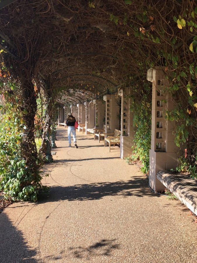 Art students walk around the Atlanta Botanical Gardens for a day looking at plants and taking pictures of whatever inspired them.