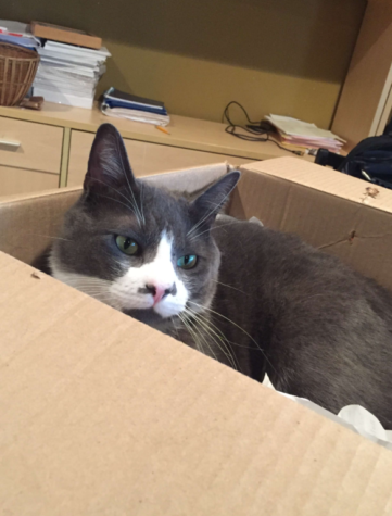 Mittens the cat happily sits inside a cardboard box, but the actual Schrodinger’s Cat experiment is completely theoretical.