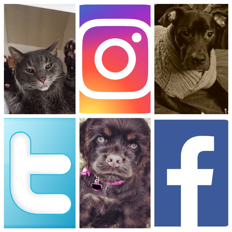 As social media platforms continue to grow, pet accounts are also on the rise. Starrs Mill is home to the companions of two dogs and a cat who make regular appearances on Twitter, Facebook, and Instragram.
