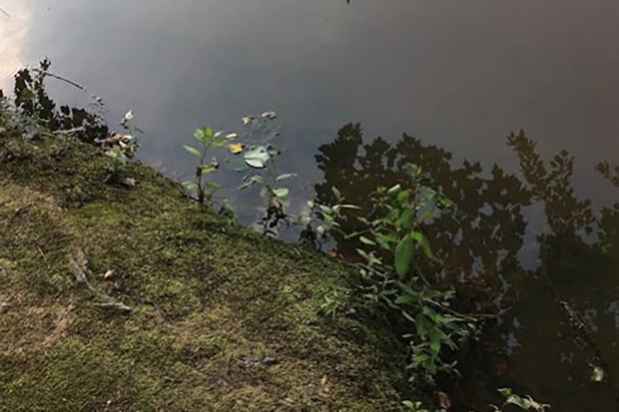 Foliage grows along a bank. Outdoor activities are a common hobby in the Peachtree City area but little is done to defend our environment.