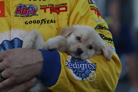 Fr8Auctions 250 pole-winner, David Gilliland, holds his new puppy Winston. After not performing any qualifying runs in practice this pole win came as a surprise to the driver of the No. 51 Pedigree Toyota for Kyle Busch Motorsports.