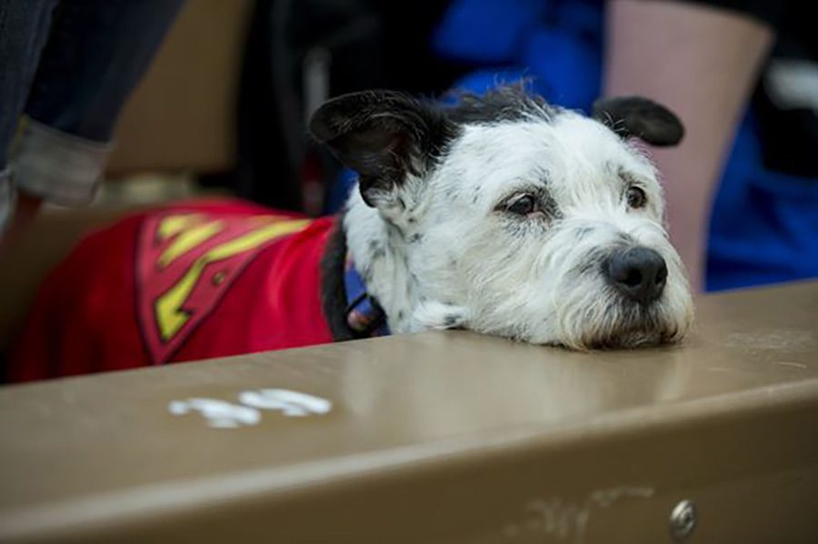 The service dog Moe is looking after his owner, retired Master Sgt. Kyle Burnett, while he competes in the 2014 Warrior Games Archery competition. Service dogs can be extremely helpful for people with a legitimate need, but the service dog title is being misused, making it harder for people with an actual need. 