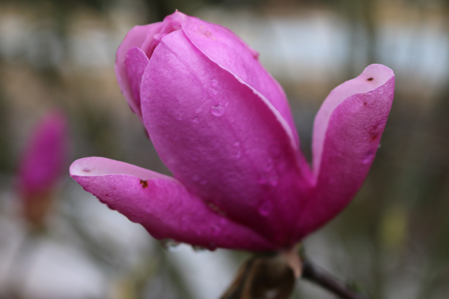 March 5, 2020 - Water droplets settle on the Japanese Magnolia.