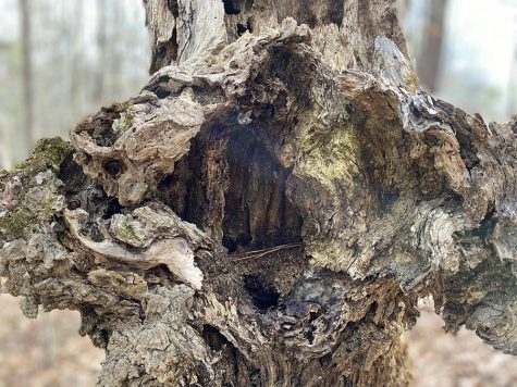 The tree hollow could be caused by demposion, but it creates a nest for birds or squirrels. 