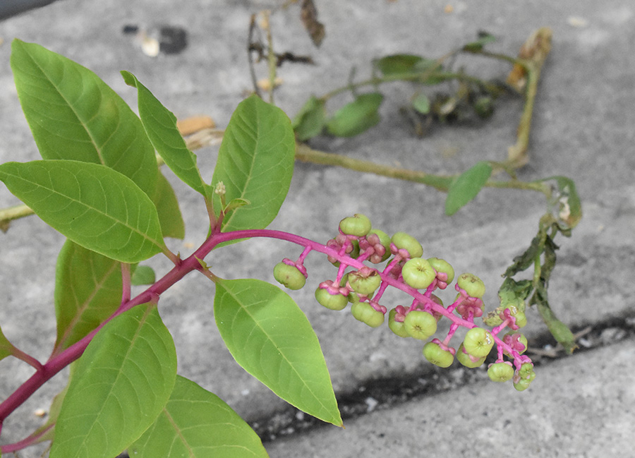 August 25, 2022 - Picture of the toxic plant poison sumac growing underneath a lunch table. Poison sumac contains a toxin called urushiol, which can cause rashes and blisters if touched. 