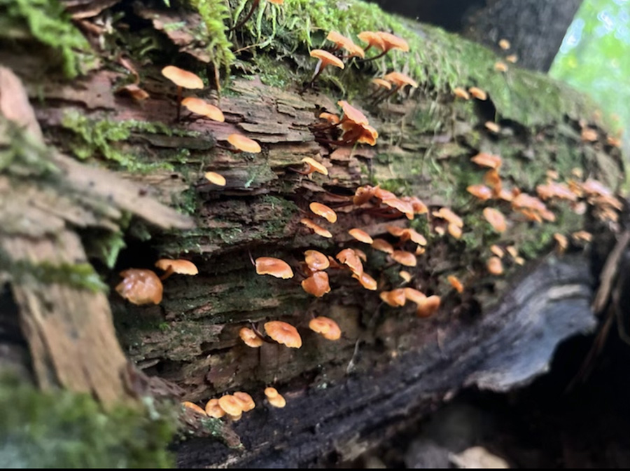 August 24, 2022 - Tiny mushrooms are growing on a decaying log. As the summer storms continue to roll through, the damp conditions are great for mushrooms and other plant life to grow and thrive. 