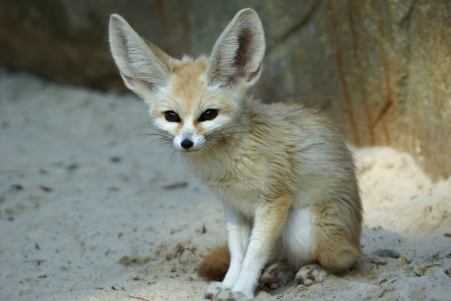 Fennec foxes, the smarter choice
