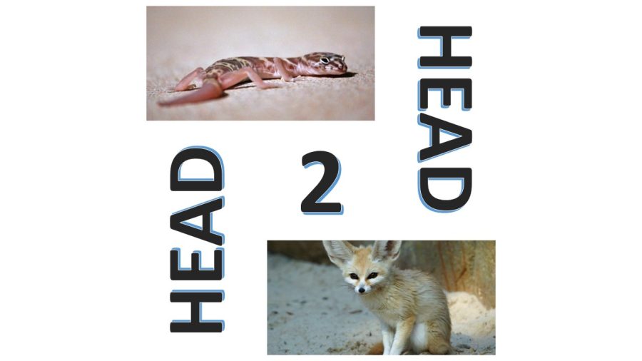 Head 2 Head