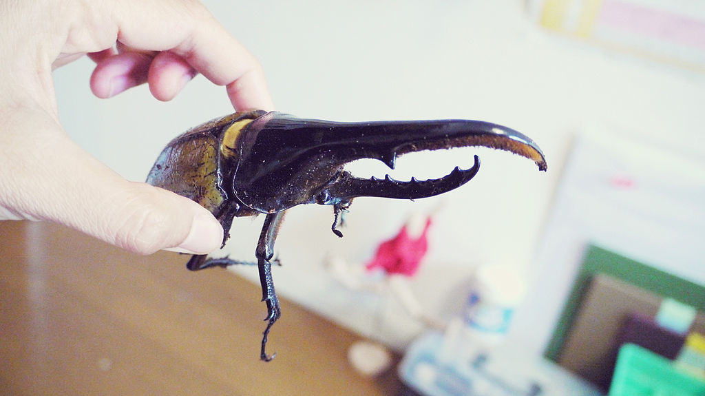 Entomophobia is the fear of insects, and one of the many popular triggers are beetles. 